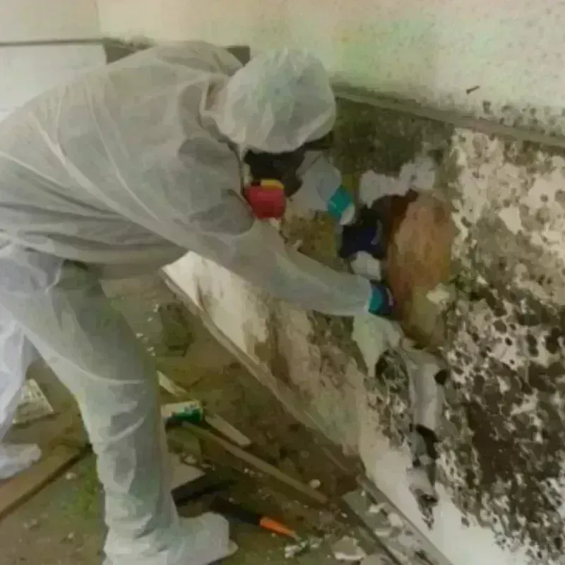 Mold Remediation and Removal in Oakley, KS